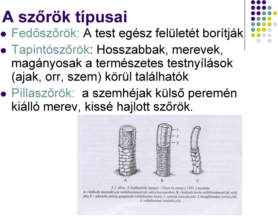 testnyílások (ajak, orr, szem) körül találhatók Pillaszőrök: