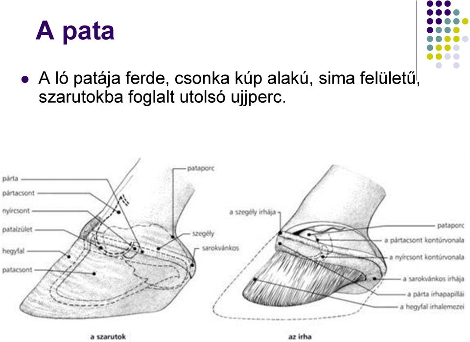 alakú, sima felületű,