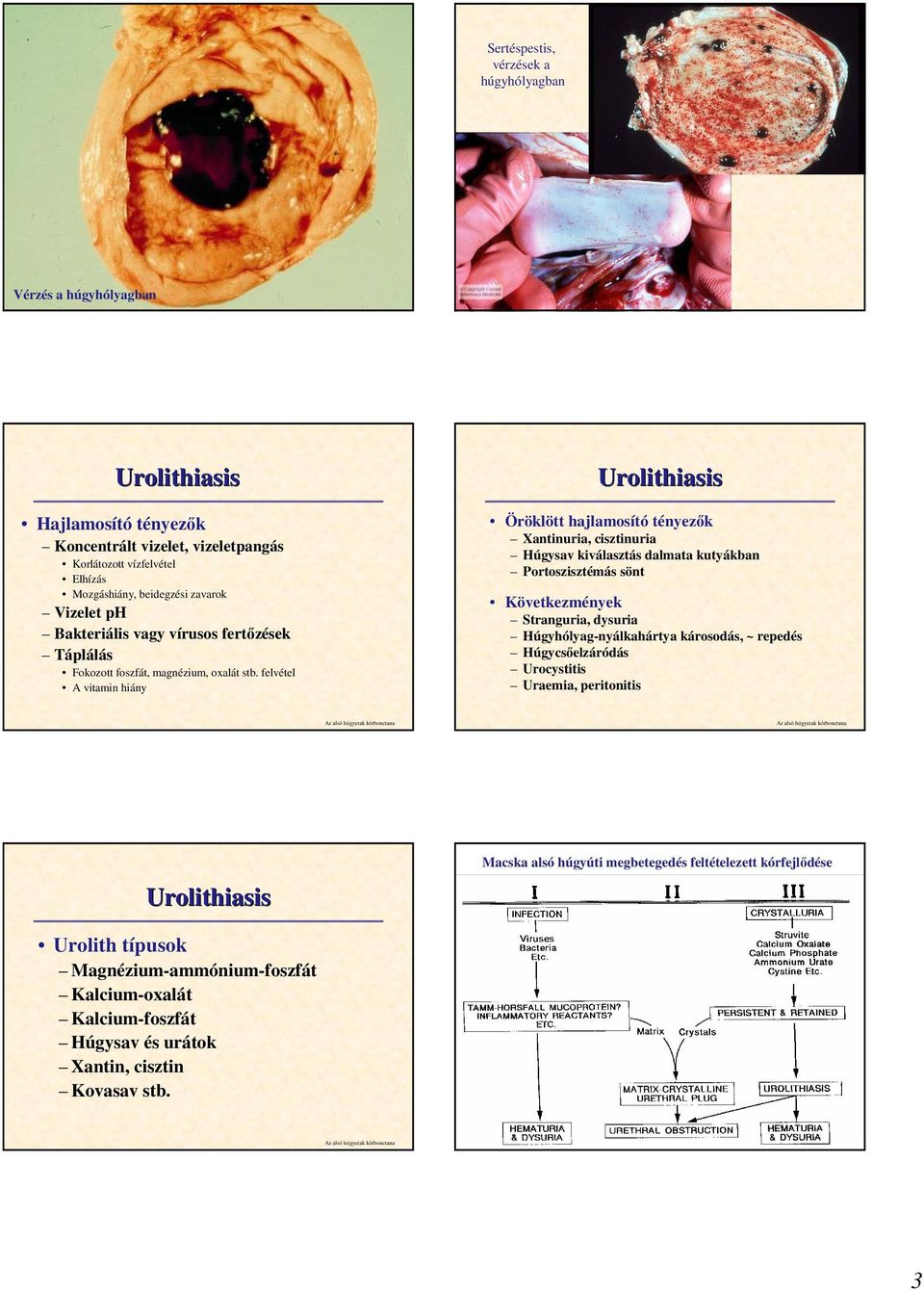 felvétel A vitamin hiány Urolithiasis Öröklött hajlamosító tényezık Xantinuria, cisztinuria Húgysav kiválasztás dalmata kutyákban Portoszisztémás sönt Következmények Stranguria, dysuria