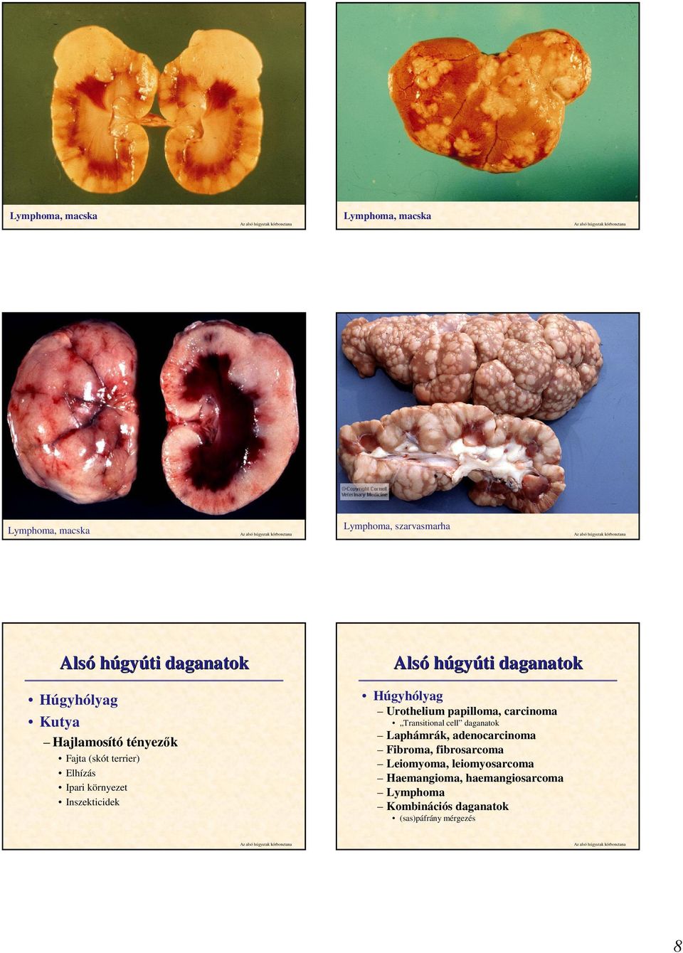 Húgyhólyag Urothelium papilloma, carcinoma Transitional cell daganatok Laphámrák, adenocarcinoma Fibroma,