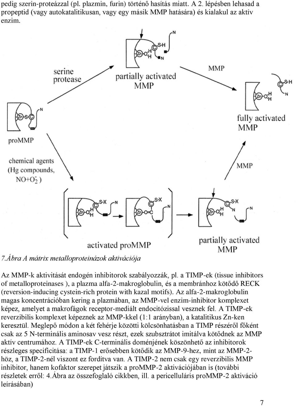 a TIMP-ek (tissue inhibitors of metalloproteinases ), a plazma alfa-2-makroglobulin, és a membránhoz kötődő RECK (reversion-inducing cystein-rich protein with kazal motifs).