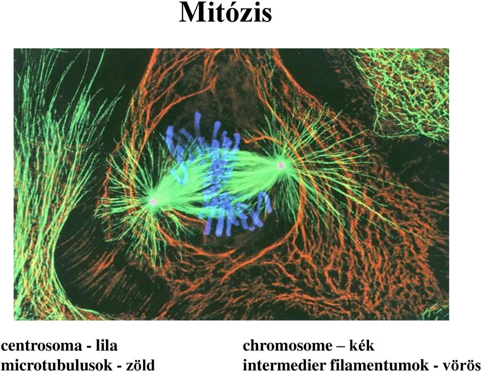 zöld chromosome kék