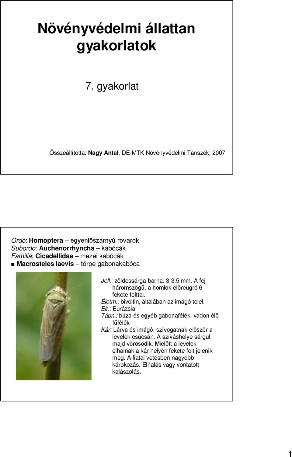 kabócák Macrosteles laevis törpe gabonakabóca Jell.: zöldessárga-barna. 3-3,5 mm. A fej háromszögű, a homlok előreugró 6 fekete folttal. Életm.