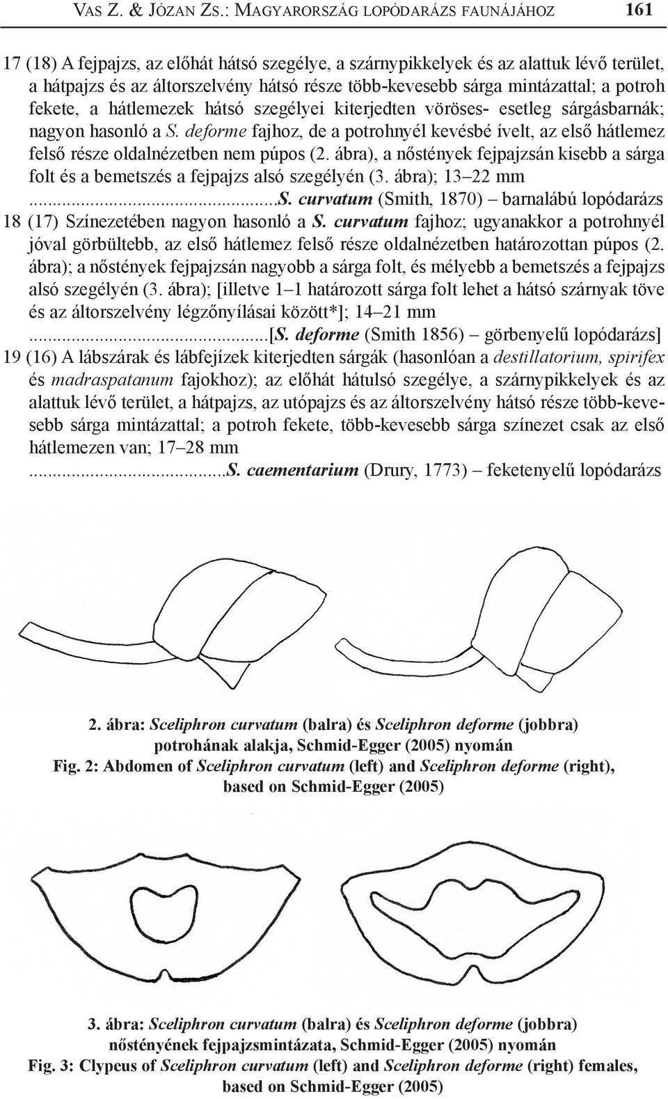 mintázattal; a potroh fekete, a hátlemezek hátsó szegélyei kiterjedten vöröses- esetleg sárgásbarnák; nagyon hasonló a S.