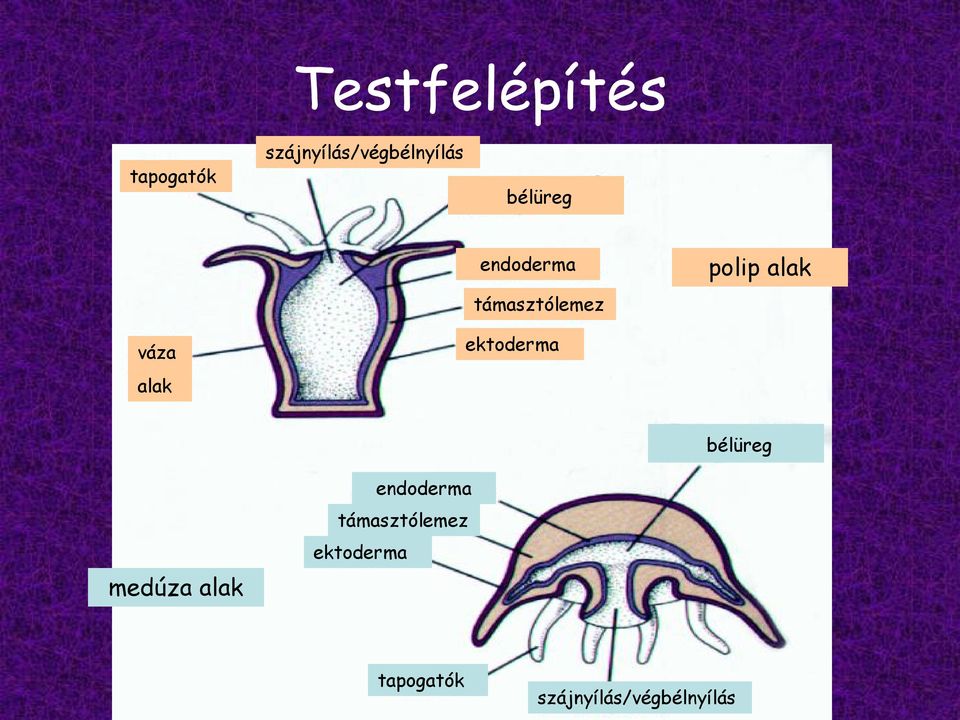 alak ektoderma bélüreg medúza alak támasztólemez