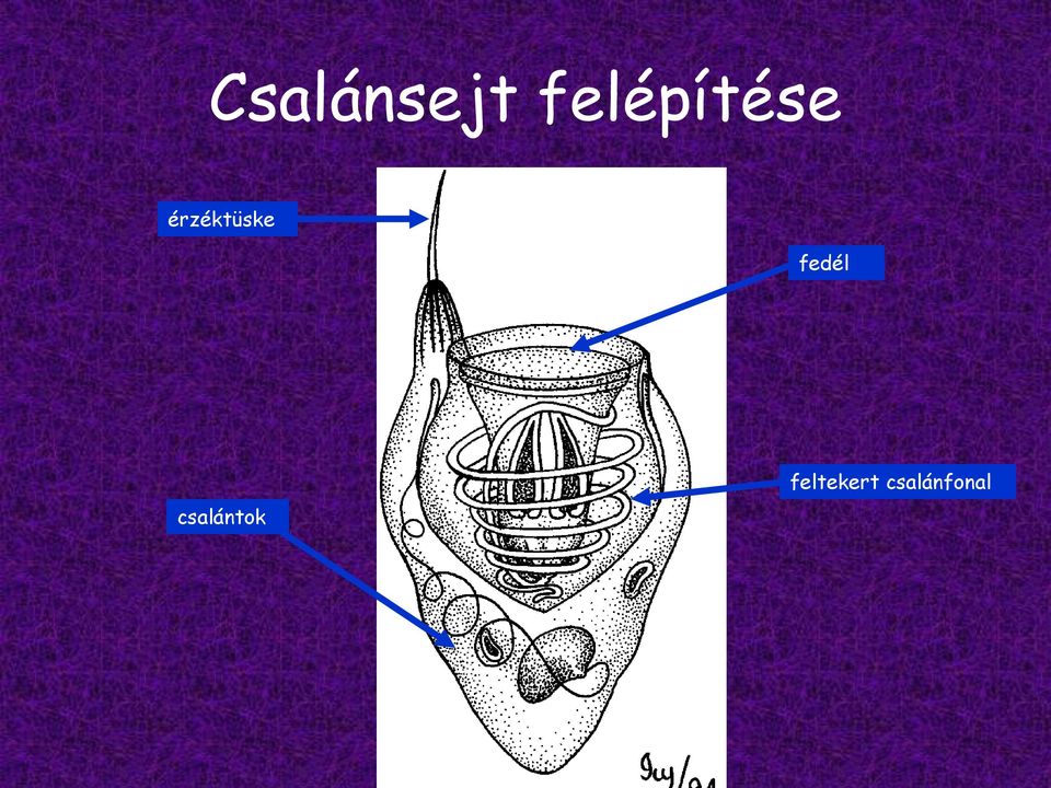 érzéktüske fedél