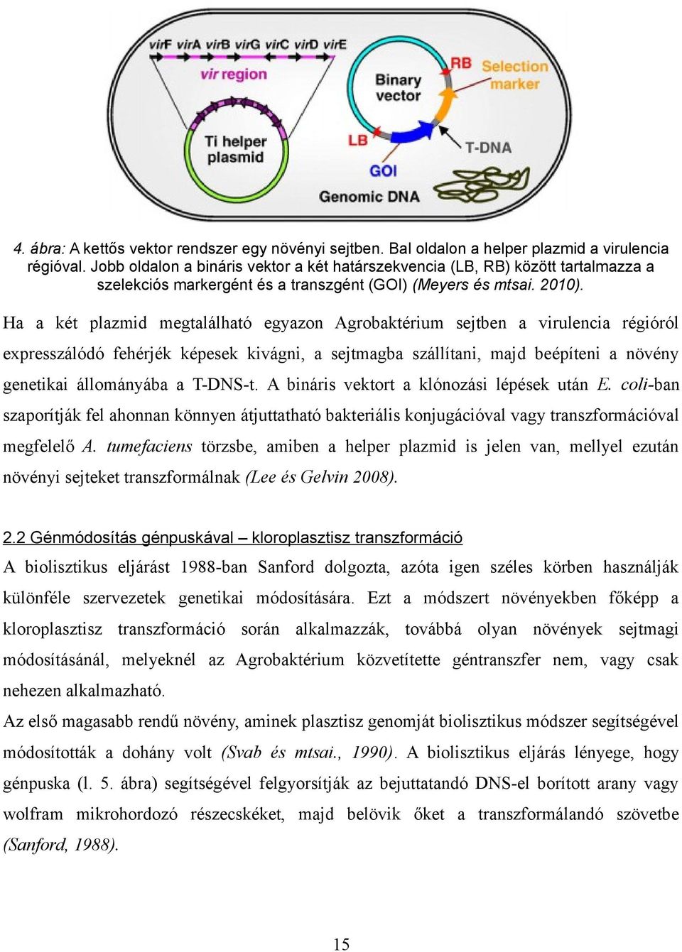 Ha a két plazmid megtalálható egyazon Agrobaktérium sejtben a virulencia régióról expresszálódó fehérjék képesek kivágni, a sejtmagba szállítani, majd beépíteni a növény genetikai állományába a