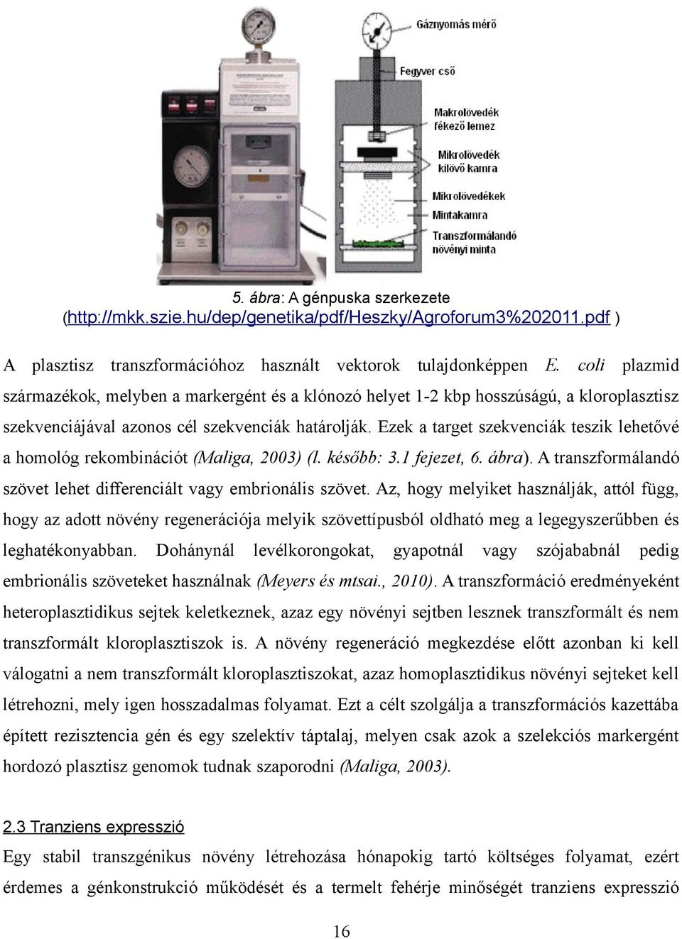 Ezek a target szekvenciák teszik lehetővé a homológ rekombinációt (Maliga, 2003) (l. később: 3.1 fejezet, 6. ábra). A transzformálandó szövet lehet differenciált vagy embrionális szövet.