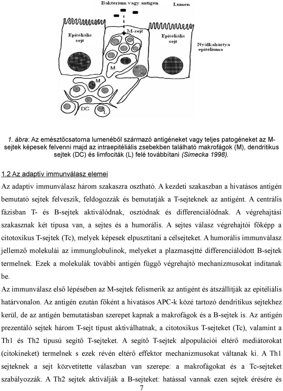 A kezdeti szakaszban a hivatásos antigén bemutató sejtek felveszik, feldogozzák és bemutatják a T-sejteknek az antigént.