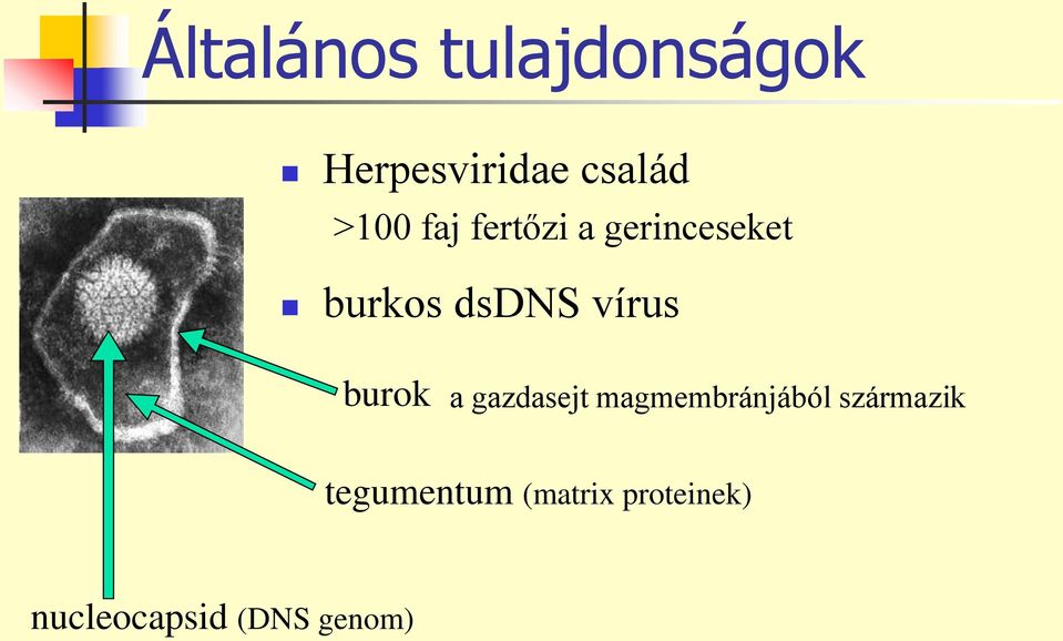 vírus burok a gazdasejt magmembránjából