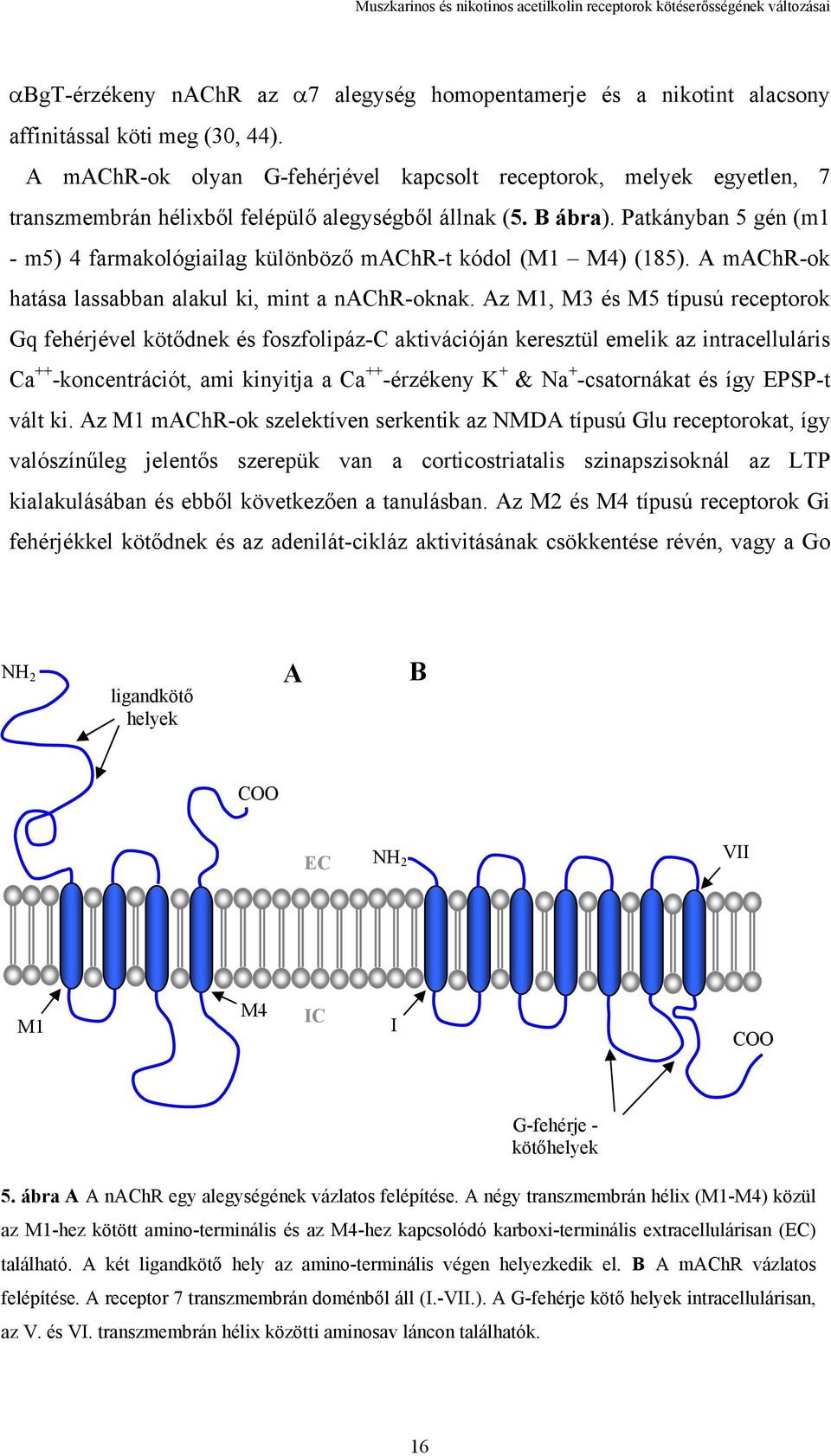 Patkányban 5 gén (m1 - m5) 4 farmakológiailag különböző machr-t kódol (M1 M4) (185). A machr-ok hatása lassabban alakul ki, mint a nachr-oknak.