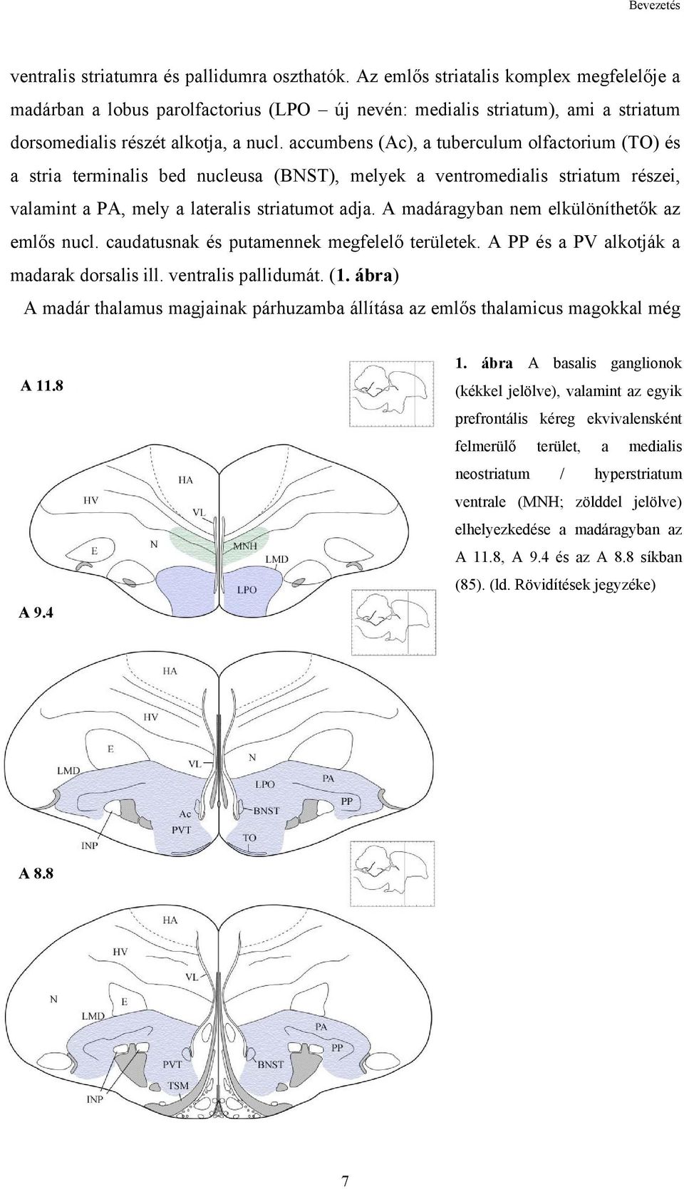 accumbens (Ac), a tuberculum olfactorium (TO) és a stria terminalis bed nucleusa (BNST), melyek a ventromedialis striatum részei, valamint a PA, mely a lateralis striatumot adja.