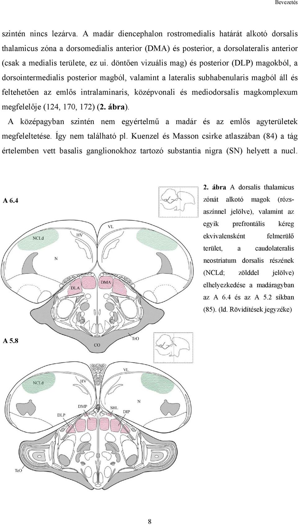 döntően vizuális mag) és posterior (DLP) magokból, a dorsointermedialis posterior magból, valamint a lateralis subhabenularis magból áll és feltehetően az emlős intralaminaris, középvonali és