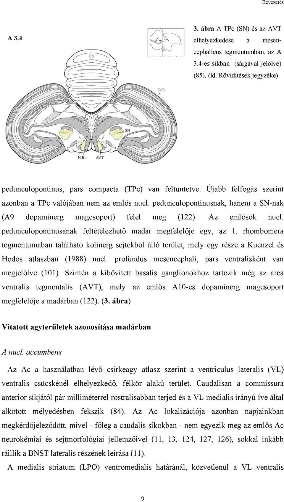 pedunculopontinusnak, hanem a SN-nak (A9 dopaminerg magcsoport) felel meg (122). Az emlősök nucl. pedunculopontinusanak feltételezhető madár megfelelője egy, az 1.