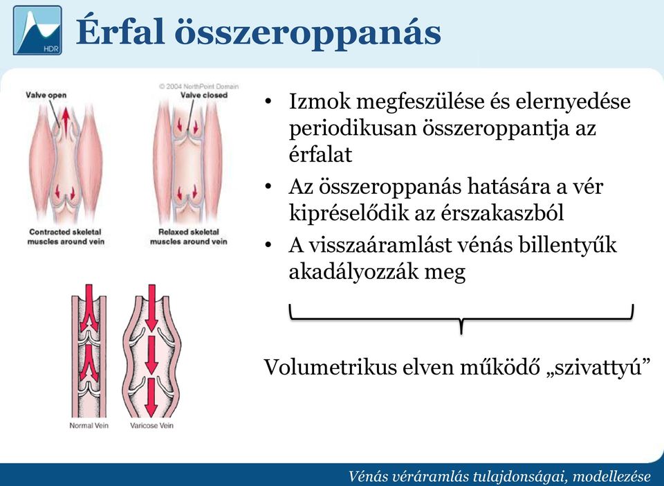 hatására a vér kipréselődik az érszakaszból A