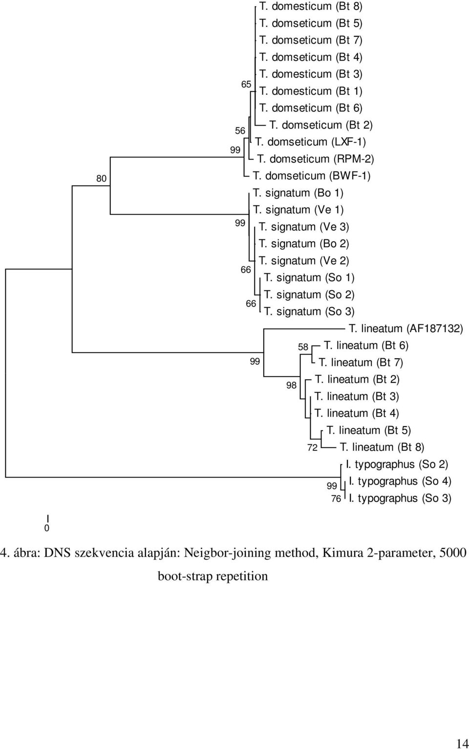 signatum (So 3) 98 58 72 T. lineatum (Bt 4) 76 I. typographus (So 2) I. typographus (So 4) I.