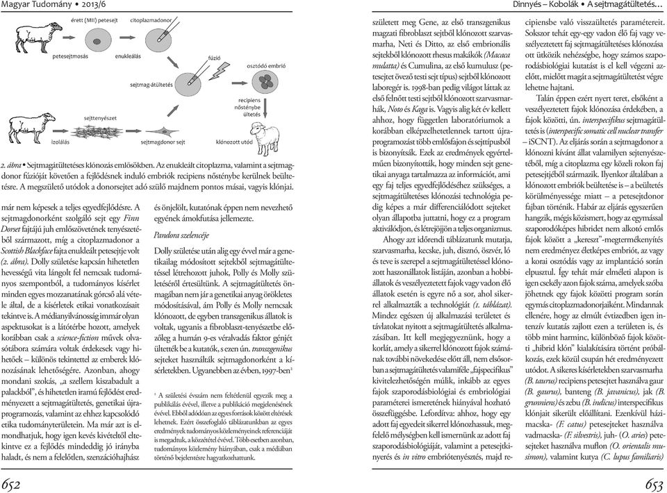 A sejtmagdonorként szolgáló sejt egy Finn Dorset fajtájú juh emlőszövetének tenyészetéből származott, míg a citoplazmadonor a Scottish Blackface fajta enukleált petesejtje volt (2. ábra).