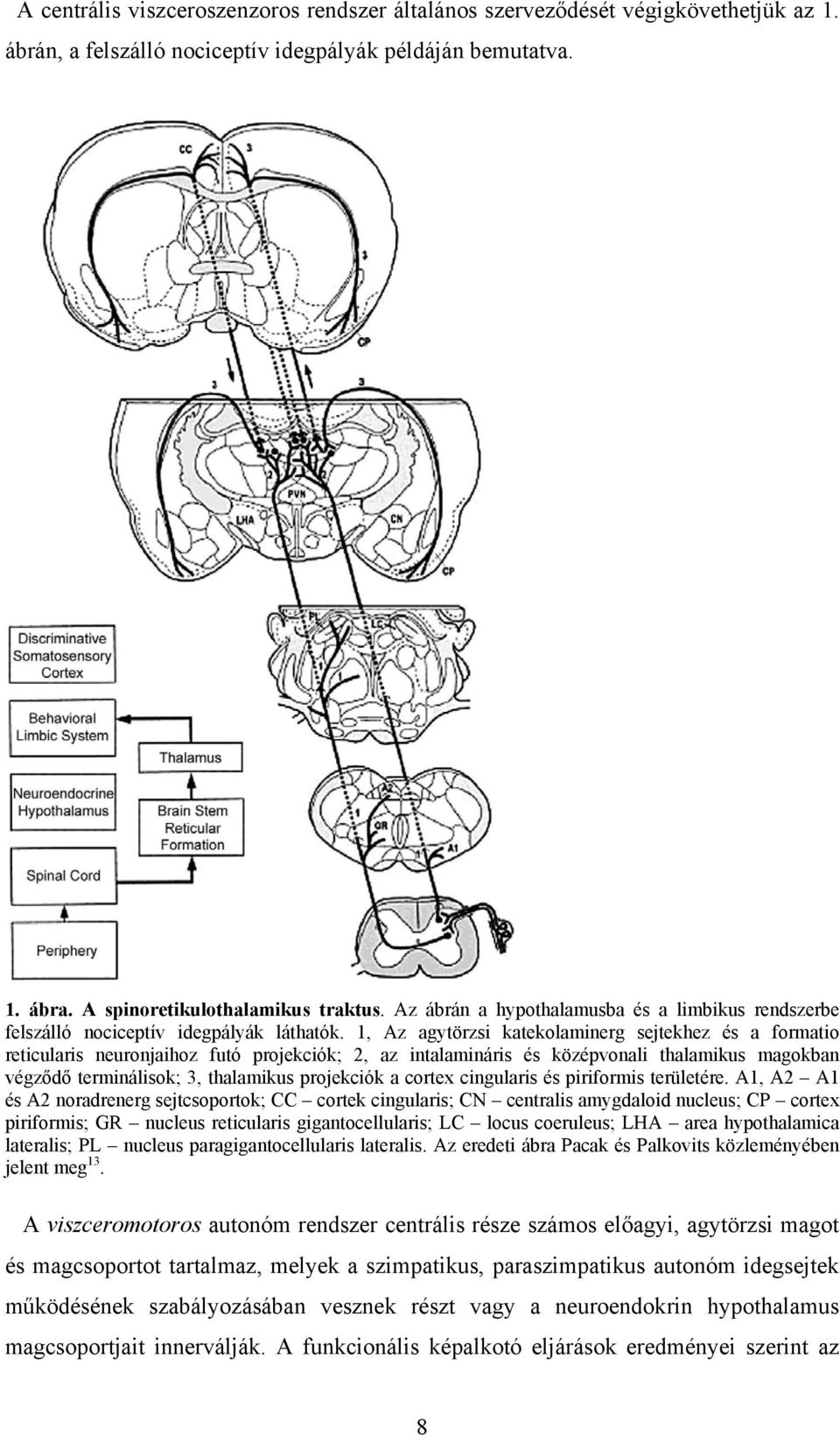 1, Az agytörzsi katekolaminerg sejtekhez és a formatio reticularis neuronjaihoz futó projekciók; 2, az intalamináris és középvonali thalamikus magokban végződő terminálisok; 3, thalamikus projekciók