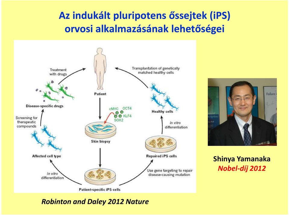 lehetőségei Shinya Yamanaka