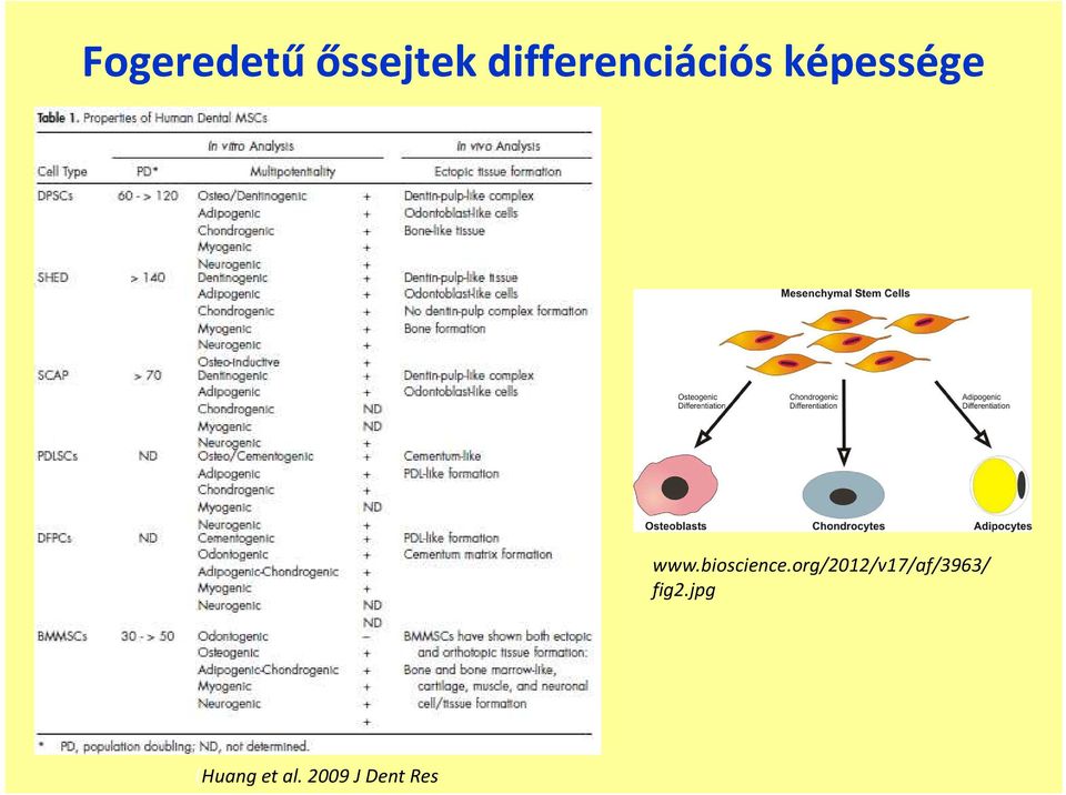 differenciációs képesség www.bioscience.