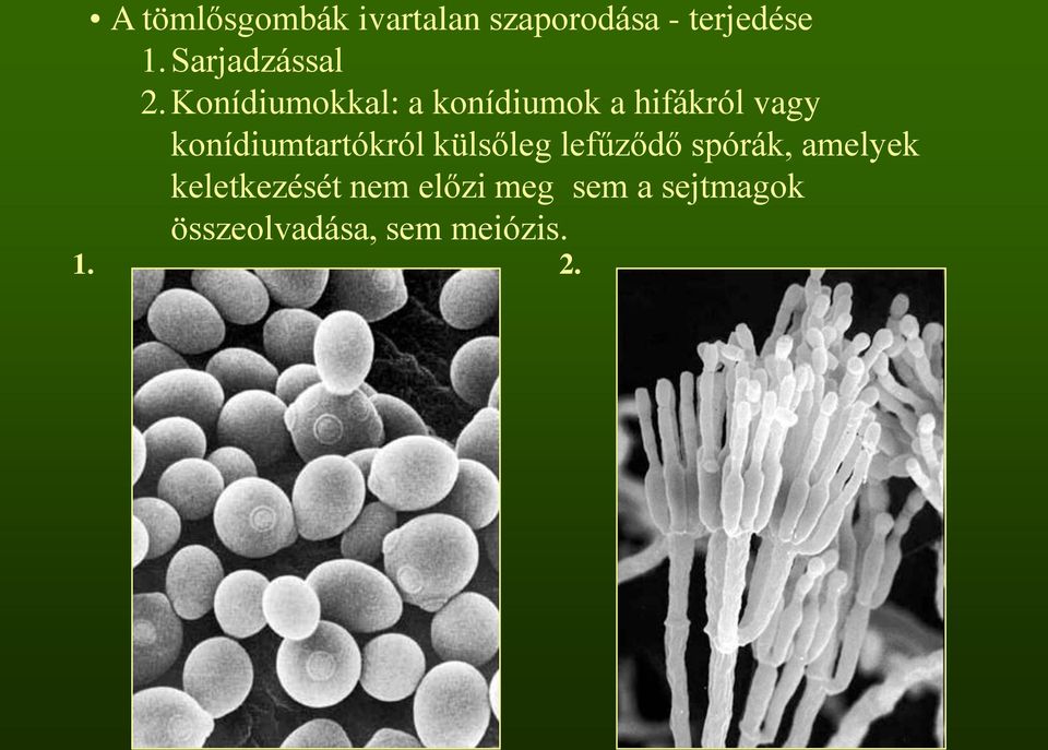 Konídiumokkal: a konídiumok a hifákról vagy