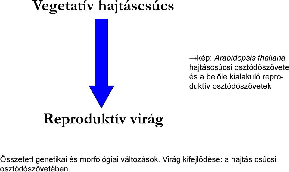 osztódószövetek Reproduktív virág Összetett genetikai és