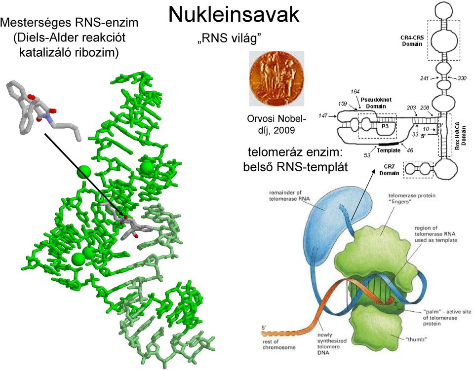 Nukleinsavak RNS világ rvosi