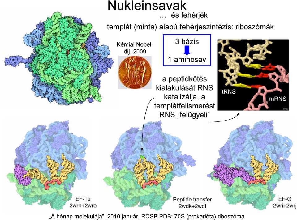 kialakulását RNS katalizálja, a templátfelismerést RNS felügyeli