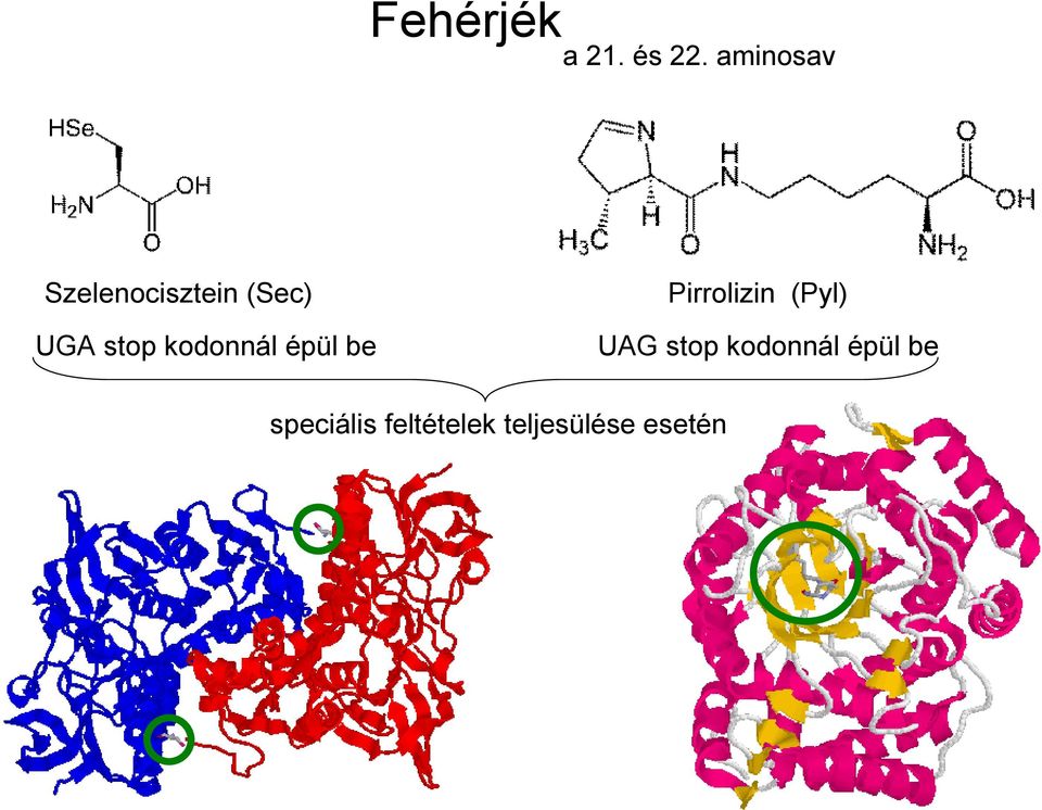 kodonnál épül be Pirrolizin (Pyl) UAG