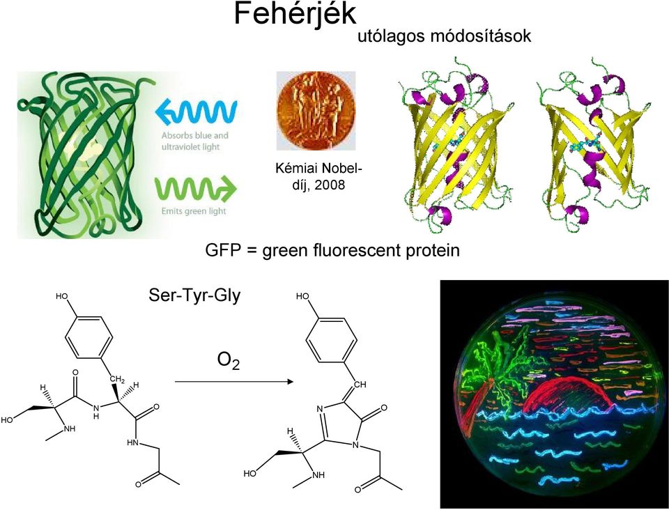 fluorescent protein H Ser-Tyr-Gly