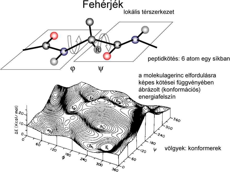 molekulagerinc elfordulásra képes kötései