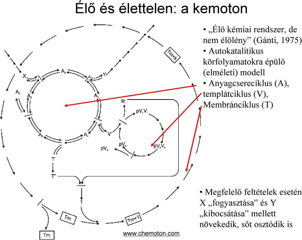 Anyagcsereciklus (A), templátciklus(v), Membránciklus (T) www.chemoton.