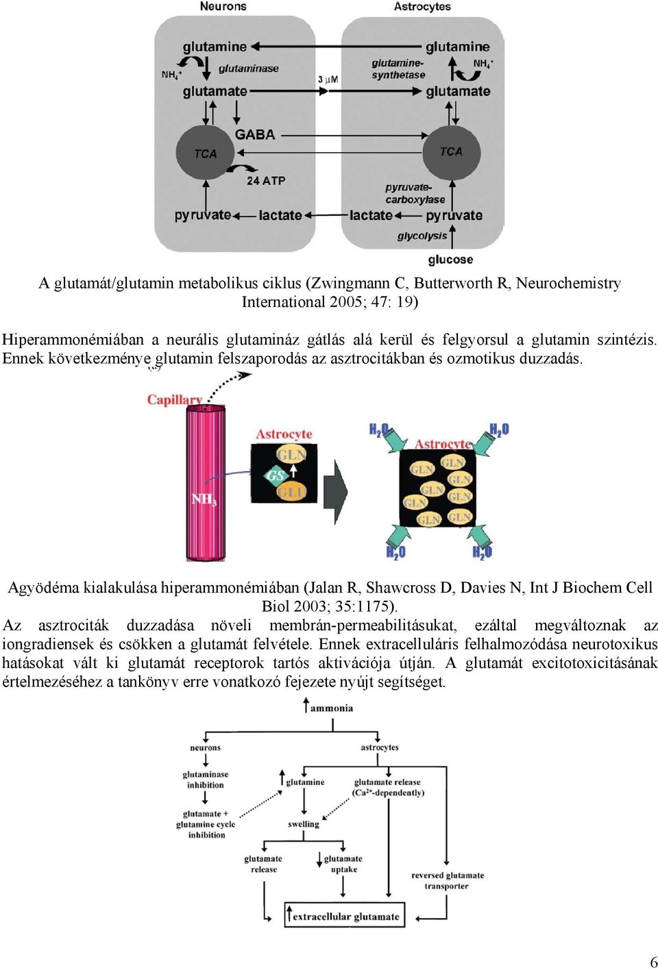 Agyödéma kialakulása hiperammonémiában (Jalan R, Shawcross D, Davies N, Int J Biochem Cell Biol 2003; 35:1175).