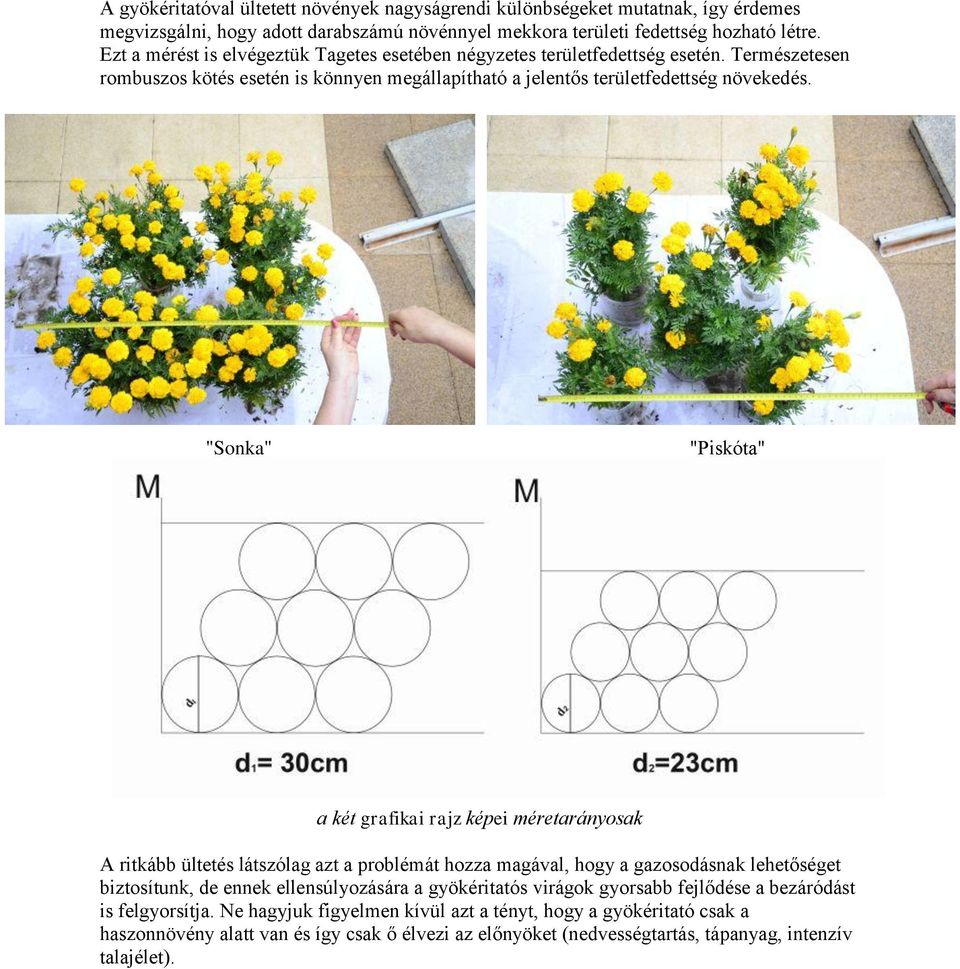 "Sonka" "Piskóta" a két grafikai rajz képei méretarányosak A ritkább ültetés látszólag azt a problémát hozza magával, hogy a gazosodásnak lehetőséget biztosítunk, de ennek ellensúlyozására a