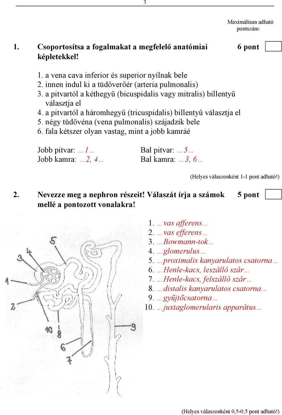 négy tüdıvéna (vena pulmonalis) szájadzik bele 6. fala kétszer olyan vastag, mint a jobb kamráé Jobb pitvar: 1 Bal pitvar: 5 Jobb kamra: 2, 4 Bal kamra: 3, 6 2. Nevezze meg a nephron részeit!