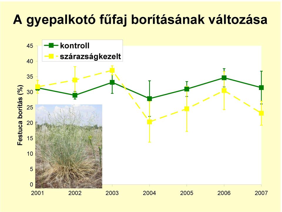 szárazságkezelt 35 Festuca borítás