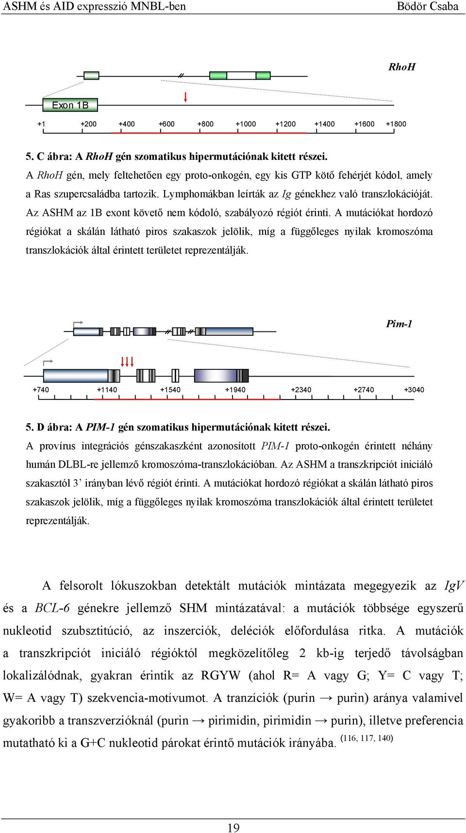 Az ASHM az 1B exont követő nem kódoló, szabályozó régiót érinti.