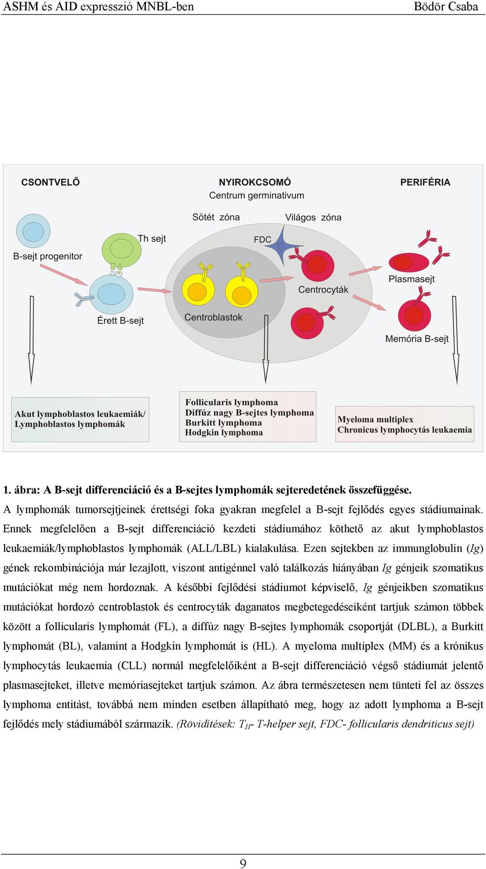 Ezen sejtekben az immunglobulin (Ig) gének rekombinációja már lezajlott, viszont antigénnel való találkozás hiányában Ig génjeik szomatikus mutációkat még nem hordoznak.