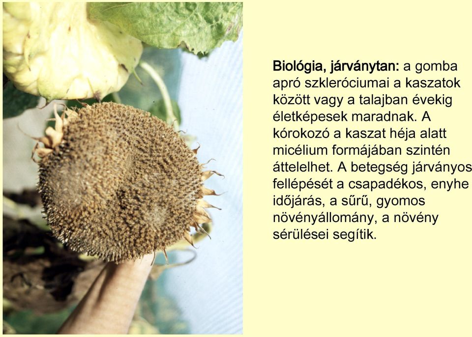 A kórokozó a kaszat héja alatt micélium formájában szintén áttelelhet.