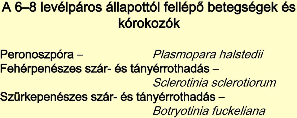 Fehérpenészes szár- és tányérrothadás Sclerotinia