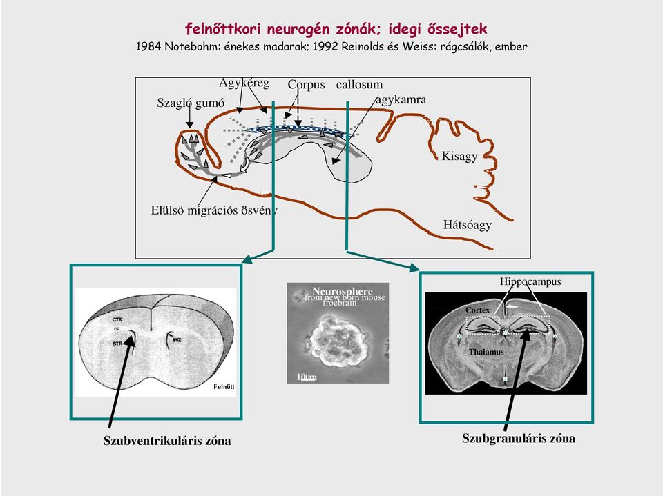 Kisagy Elülsı migrációs ösvény Hátsóagy a Neurosphere from new born mouse