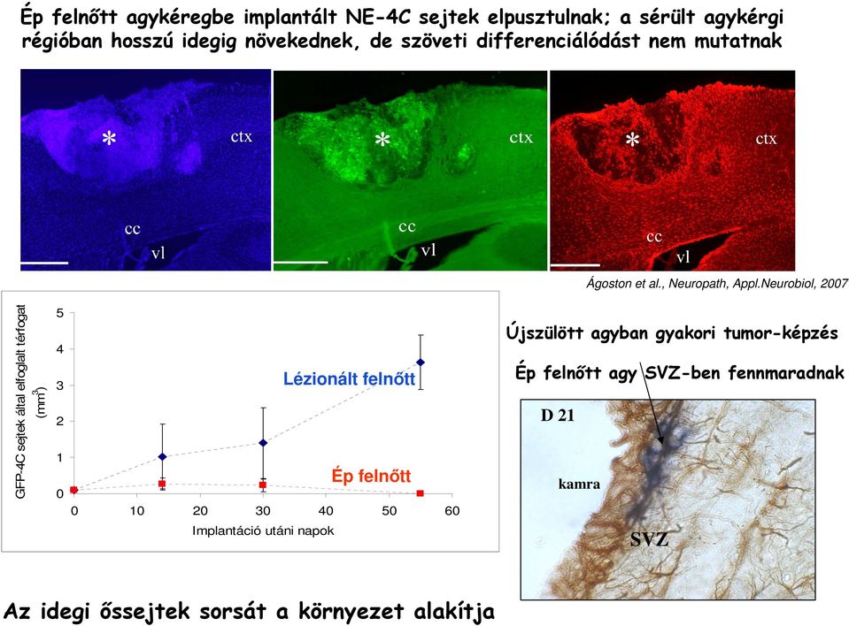 Neurobiol, 2007 GFP-4C sejtek által elfoglalt térfogat (mm 3 ) 5 4 3 2 1 0 Lézionált felnıtt Ép felnıtt 0 10 20 30 40