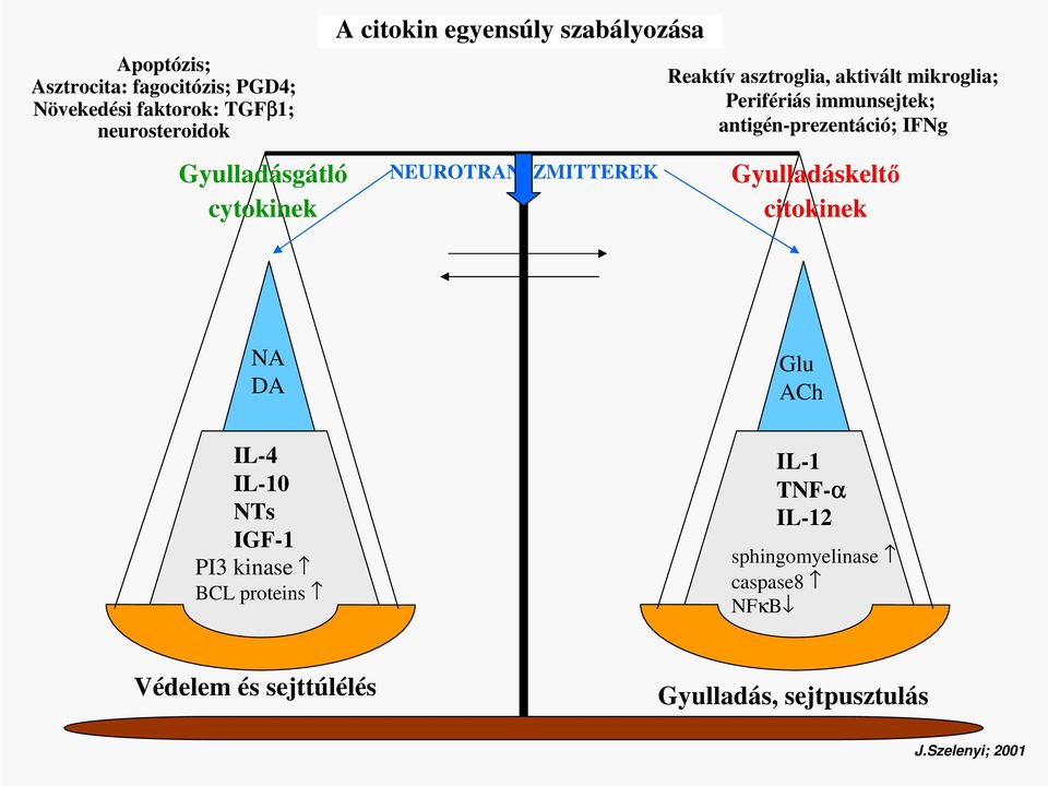 immunsejtek; antigén-prezentáció; IFNg Gyulladáskeltı citokinek NA DA IL-4 IL-10 NTs IGF-1 PI3 kinase BCL