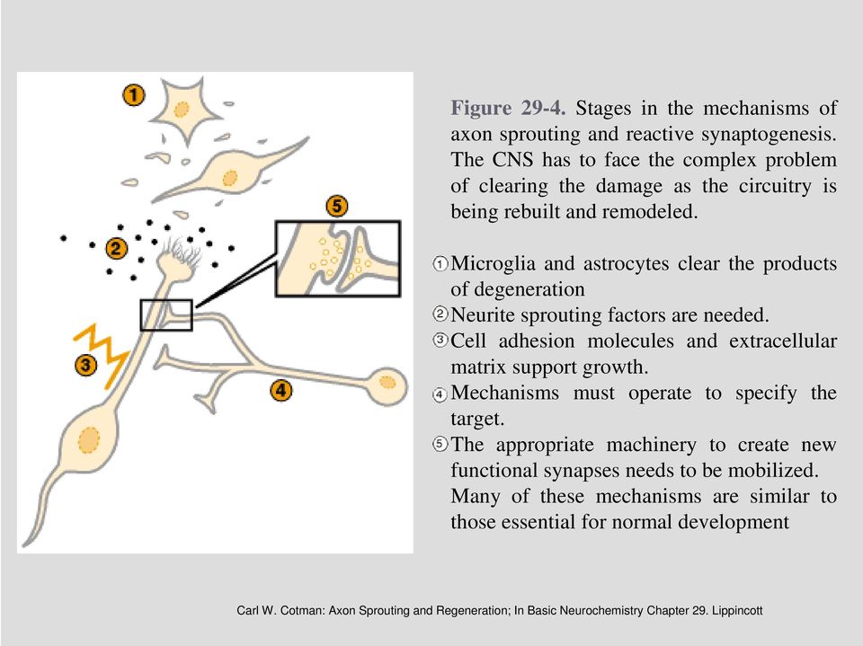 Microglia and astrocytes clear the products of degeneration Neurite sprouting factors are needed. Cell adhesion molecules and extracellular matrix support growth.