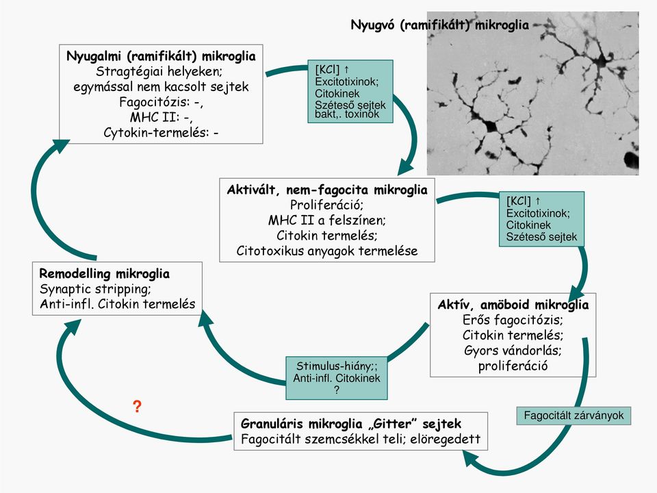 Aktivált, nem-fagocita mikroglia Proliferáció; MHC II a felszínen; Citokin termelés; Citotoxikus anyagok termelése Stimulus-hiány;; Anti-infl. Citokinek?