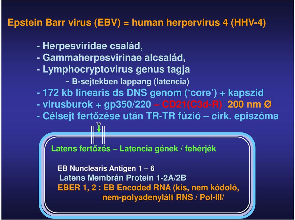 + gp350/220 CD21(C3d-R) 200 nm Ø - Célsejt fertőzése után TR-TR fúzió cirk.