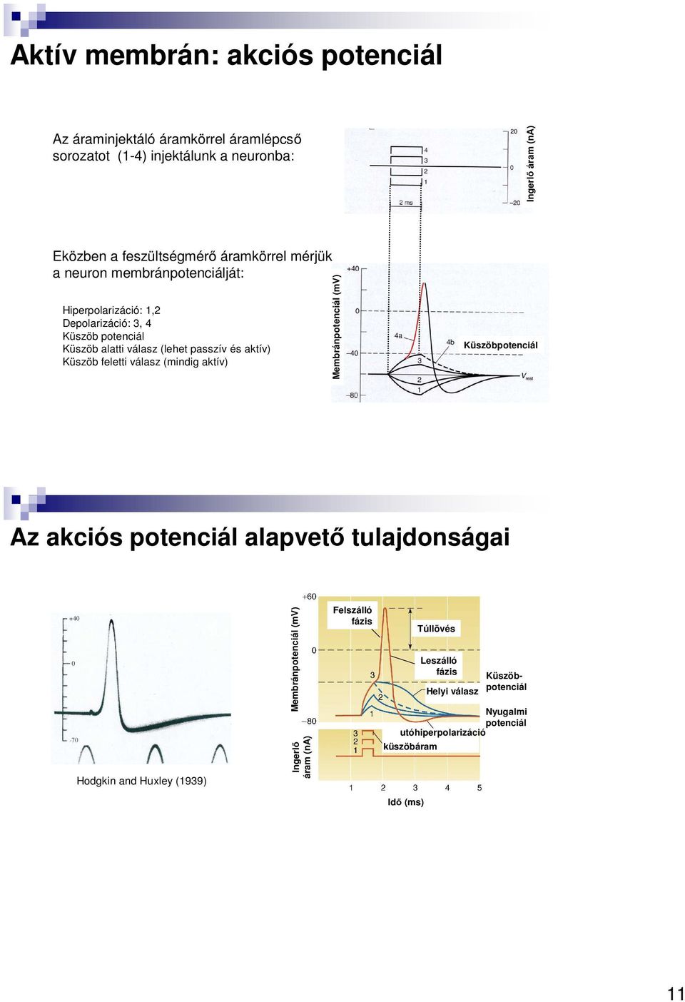 Küszöb feletti válasz (mindig aktív) Membránpotenciál (mv) Küszöbpotenciál Az akciós potenciál alapvető tulajdonságai Hodgkin and Huxley (1939)