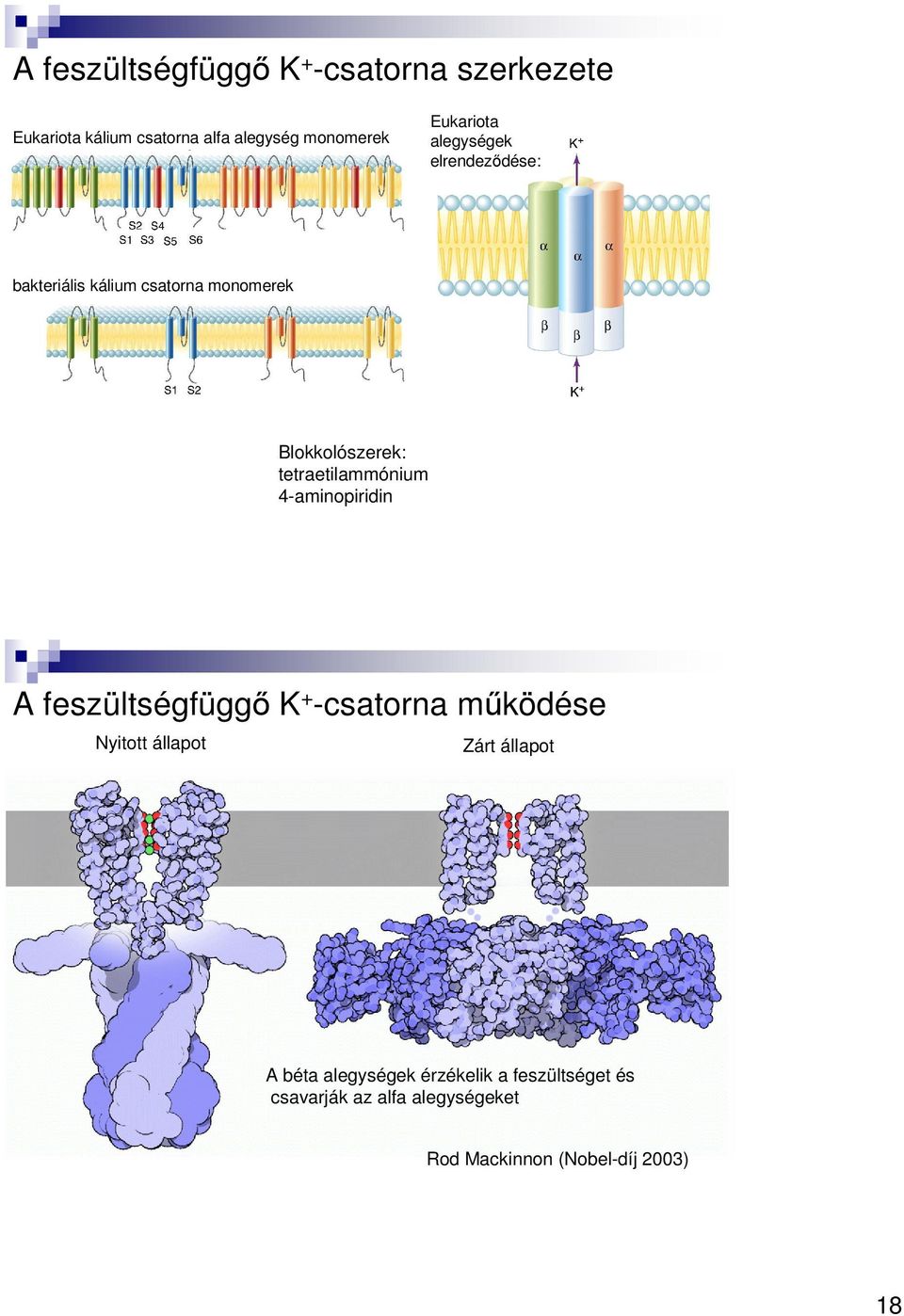 tetraetilammónium 4-aminopiridin A feszültségfüggő K + -csatorna működése Nyitott állapot Zárt