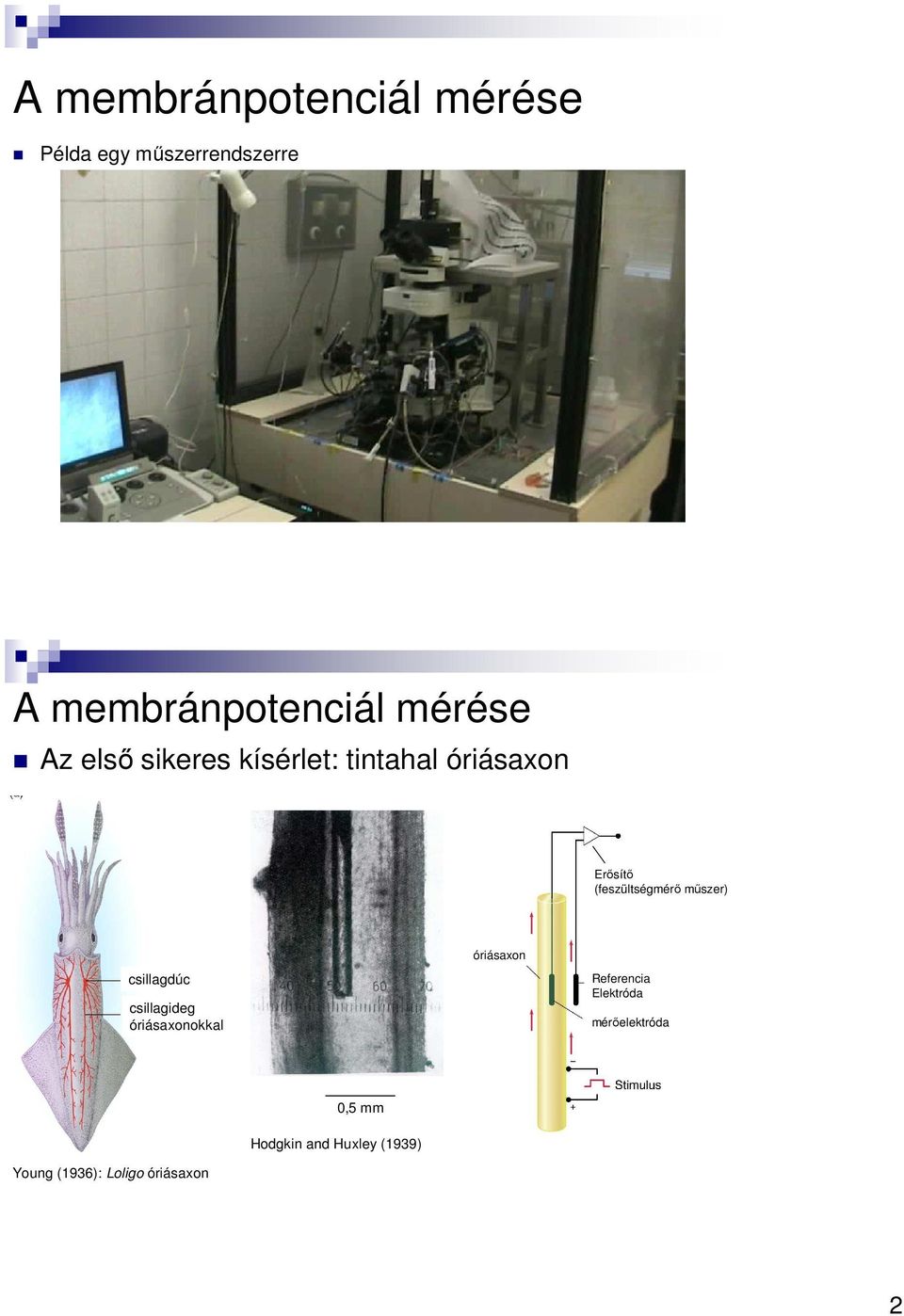 műszer) csillagdúc csillagideg óriásaxonokkal óriásaxon Referencia