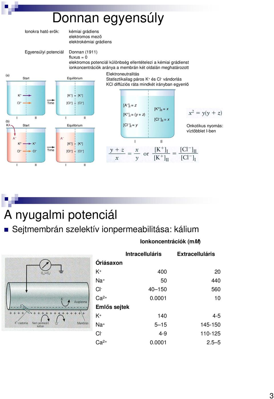 diffúziós ráta mindkét irányban egyenlő Onkotikus nyomás: víztöbblet I-ben A nyugalmi potenciál Sejtmembrán szelektív ionpermeabilitása: kálium Óriásaxon K + 400 20 Na
